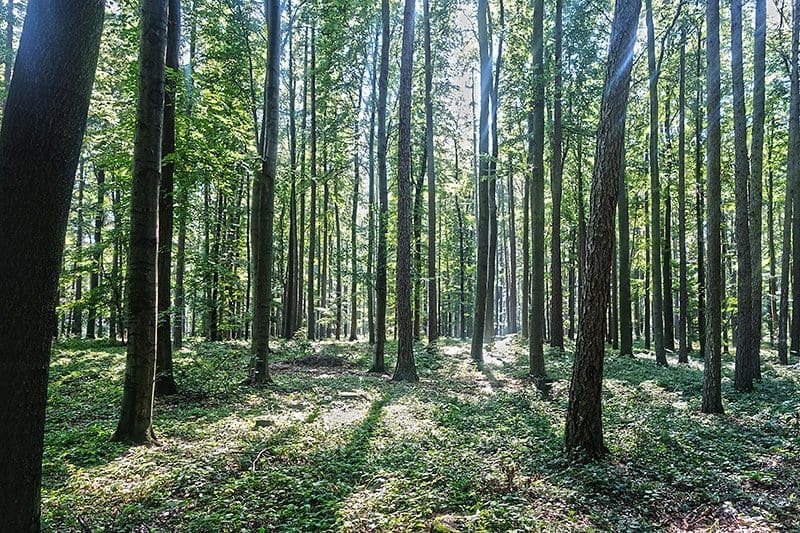 Auch in relativ kleinen Wäldern kann man die Orientierung schnell verlieren.