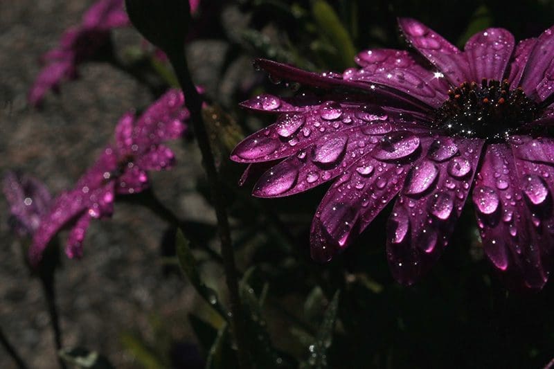 Die violette Blüte strahlt im Regen noch viel mehr Farbkraft aus