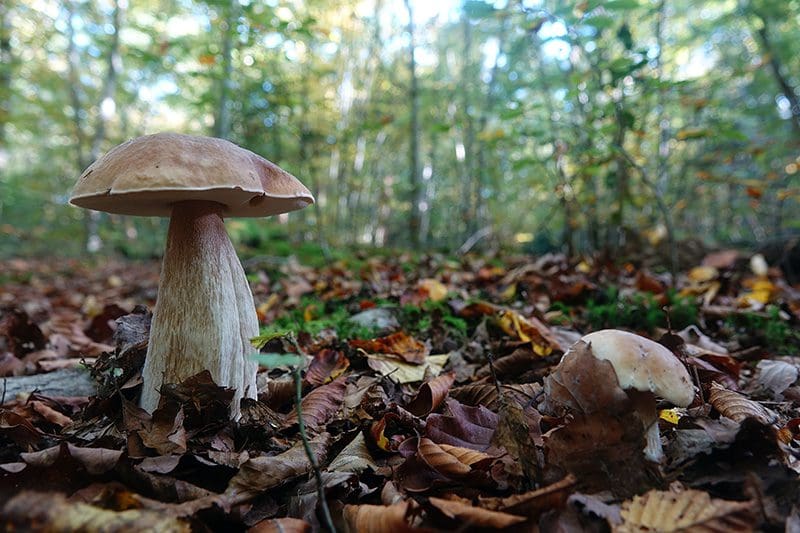 Auch Pilze sind ein wichtiger Bestandteil des intelligenten Organismus den wir Wald nennen.