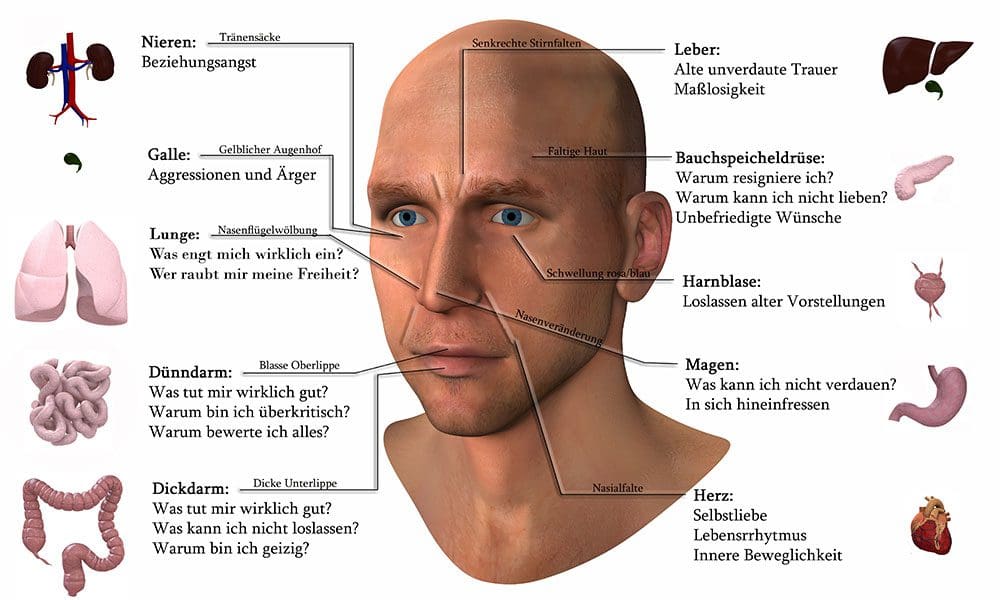 Die Grafik zeigt, wie man Organschwächen am Gesicht erkennen kann