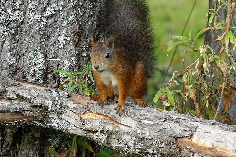 Tiere in Schweden: Das Eichhörnchen zögert