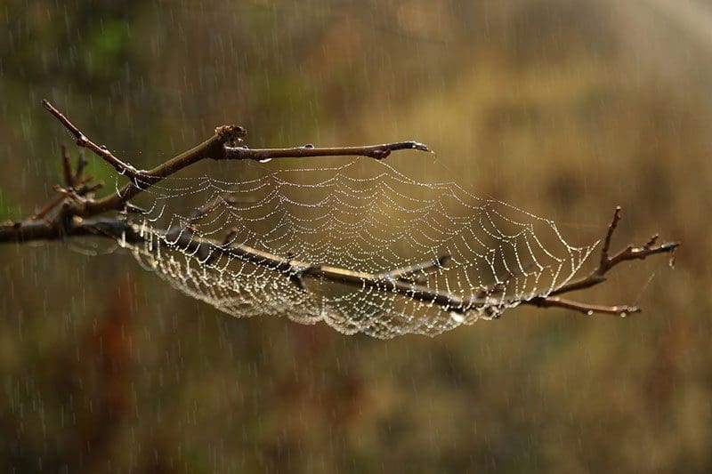 Der Spinne geht es bei diesem Regen auch nicht viel besser als mir