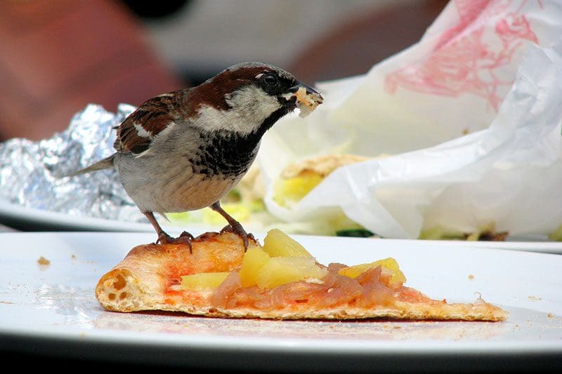 Tiere in Schweden: Der freche Vogel fängt die Pizza