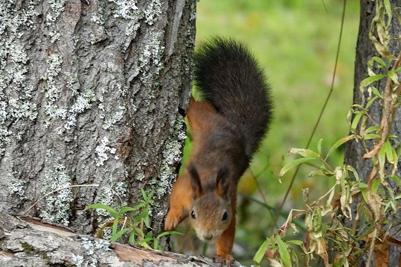 Tiere in Schweden: Verspieltes Eichhörnchen