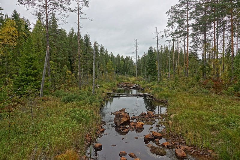 Ein Flusslauf mitten im Wald nahe der Ostseeküste, Schweden