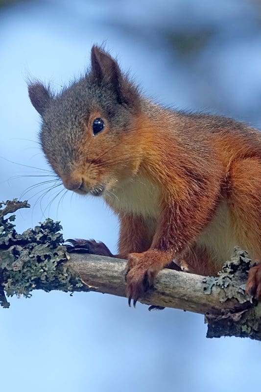Tiere in Schweden: Neugieriges Eichhörnchen