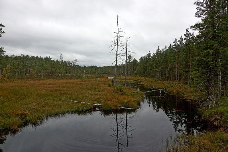 Schwedische Sumpflandschaft nahe der Ostseeküste in Schweden