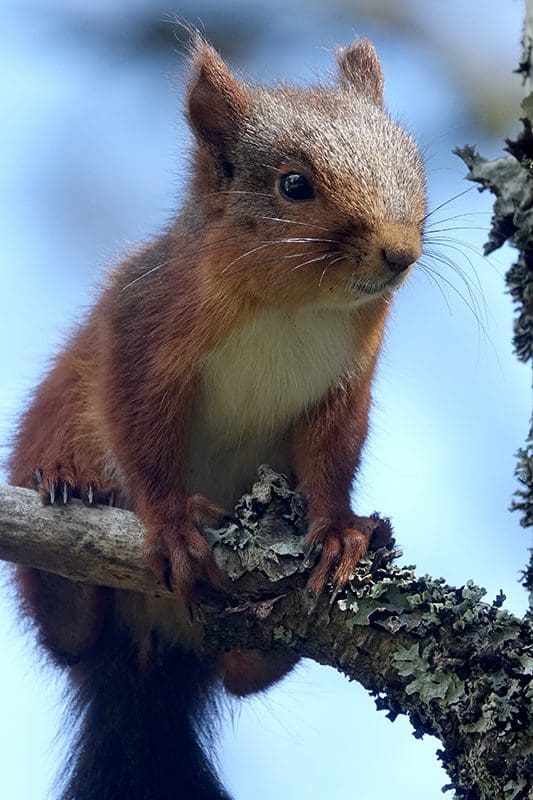 Tiere in Schweden: Verspieltes Eichhörnchen