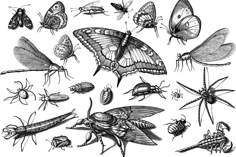 Schmetterling Motte Familie
