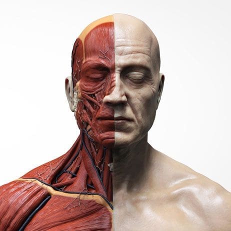 Anatomischer Aufbau von Haut und Muskeln