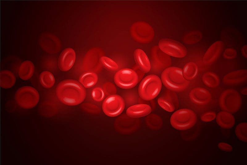 Die roten Blutkörpechen sind für den Transport von Sauerstoff, Nährstoffen und Abfallprodukten in unserem Körper verantwortlich