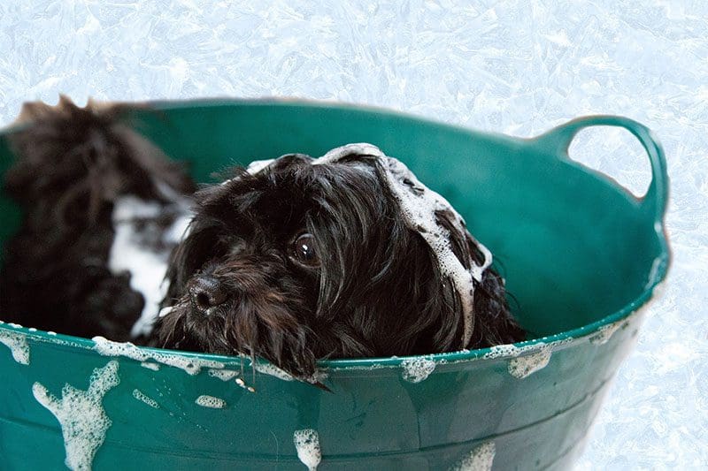 Nasser Hund Shampoo