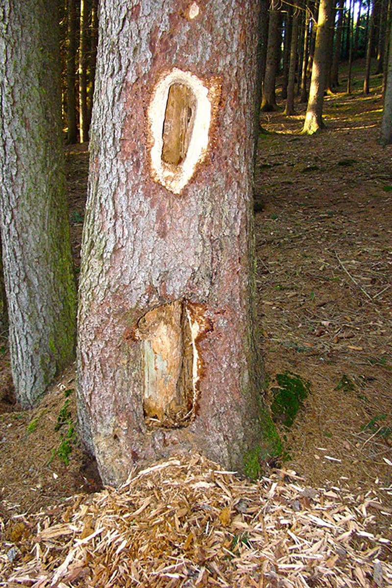 Baum Tierspuren