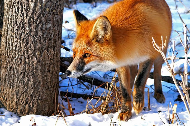 Fuchs Tierspuren Winter Schnee