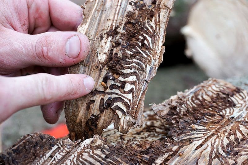 Frassspuren in Fichtenrinde, Borkenkäfer, Schädling, Tierspur