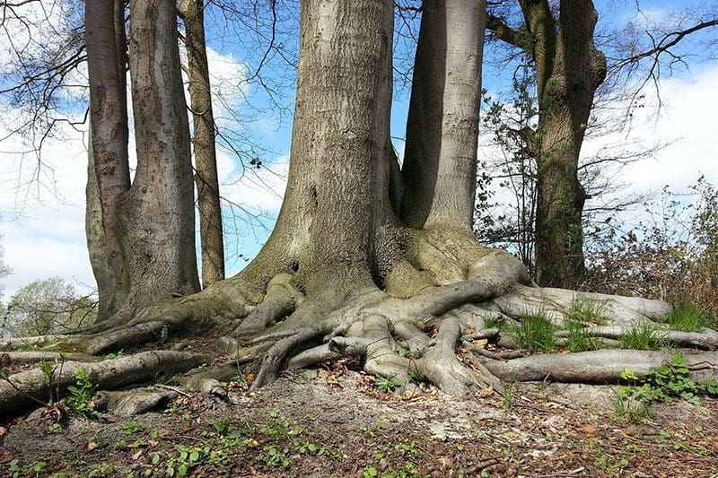 Bäume Wurzeln Baumstamm Wald