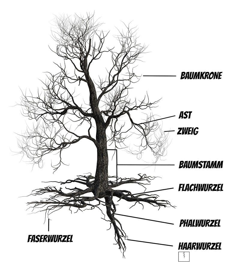 Baumaufbau Äste Zweige Stamm