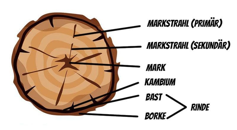 Baumaufbau Holz Querschnitt
