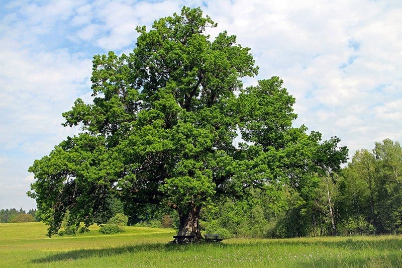 Der der den Samen hat, kann daraus mit der richtigen Unterstützung einen prächtigen Baum als Metapher entstehen lassen.