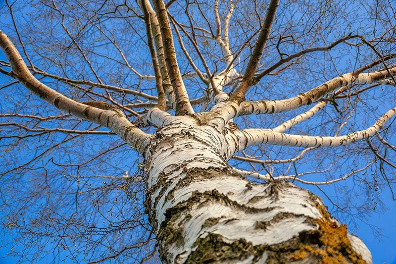 Großer Birkenbaum Stamm
