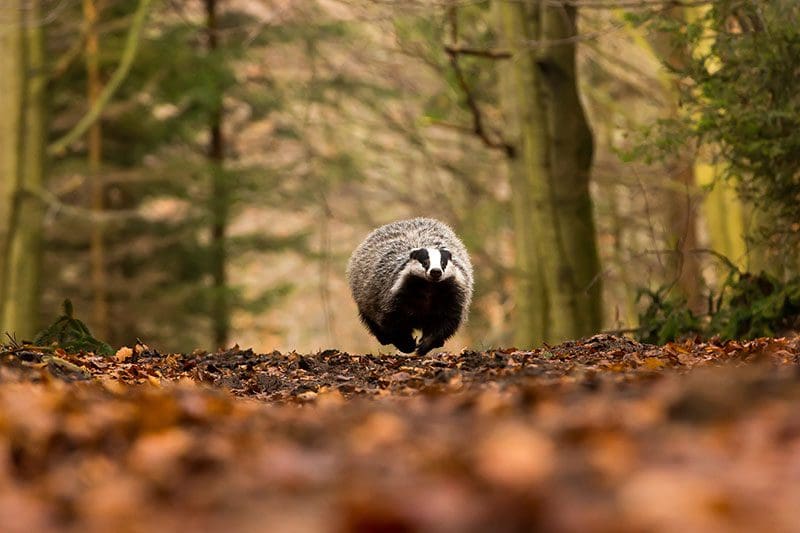Der Wald muss vor zu vielen Übernachtungsgästen bewusst geschützt werden, sonst finden die Tiere die darin leben, keine Ruhe und keinen Rückzug mehr.