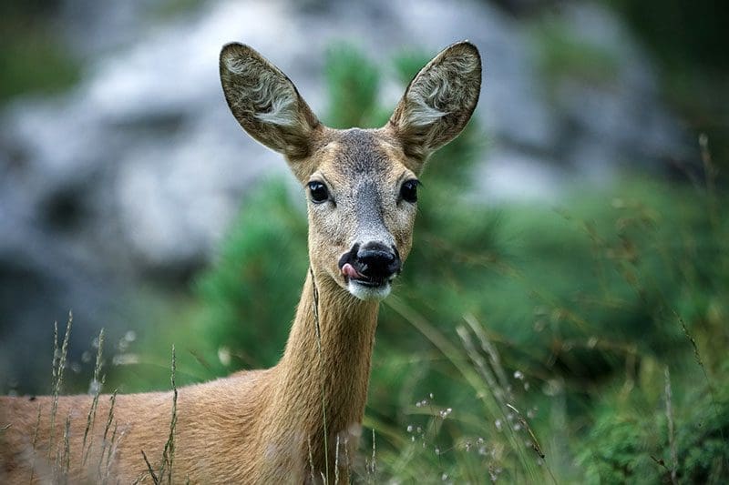 Rehe sind Pflanzenfresser und haben durch die Seitenlage ihrer Augen einen Panoramablick, mit dem sie im 360°-Winkel alles um ihren Körper sehen können.