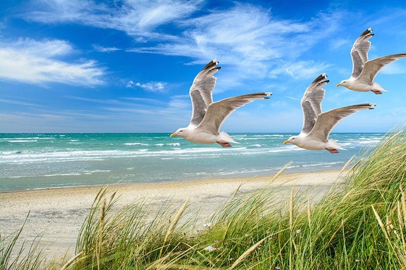 Wenn man nach Dänemark reisen möchte, wird man von den vielen typischen Dünen und Stränden überrascht sein.