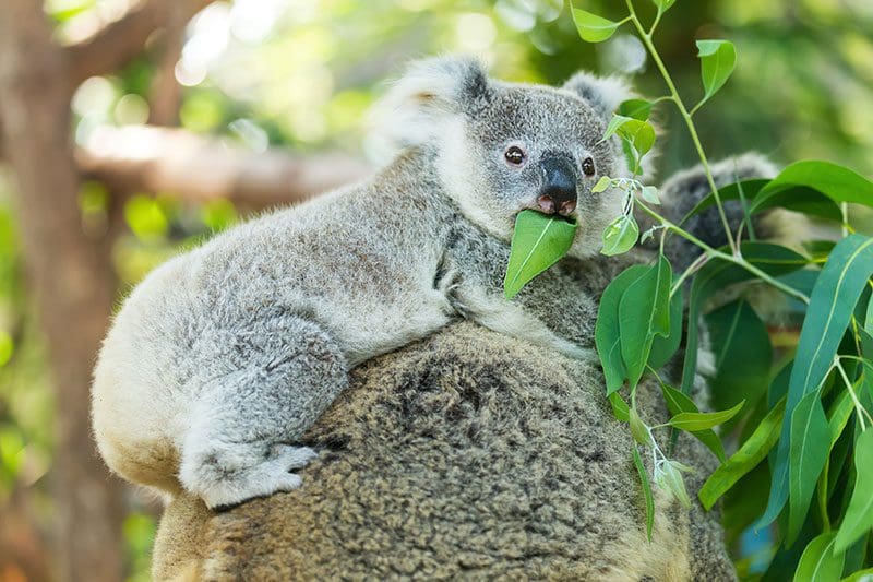 Bei einer Reise nach Australien begegnet man vielen exotischen Tieren, wie dem Koala.