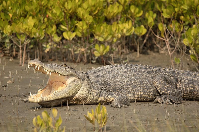 Bei einer Reise nach Australien können sich euch Salzwasser Krokodile zeigen.