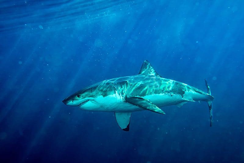 Ein weißer Hai schwimmt friedlich im Meer und zählt zu den gefährlichen Tiere in Australien.