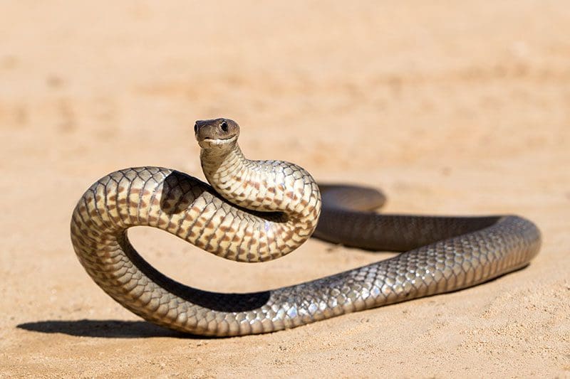 Eine Brown Snake zeigt im heißen Sand von Australien ihre Angriffslust.