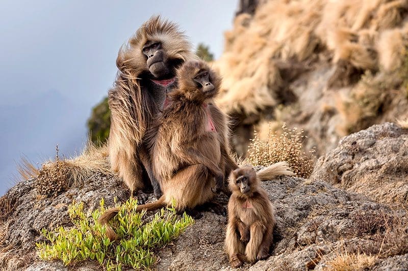 Die Dschelada oder Blutbrustpaviane sind eher selten und kommen in dem Simien Mountains National Park vor.