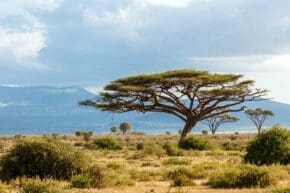 Ein Baum in der Savannah in Afrika