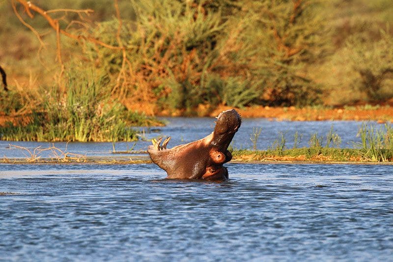 Auch das Nilpferd genießt seine Abkühlung im Fluß.