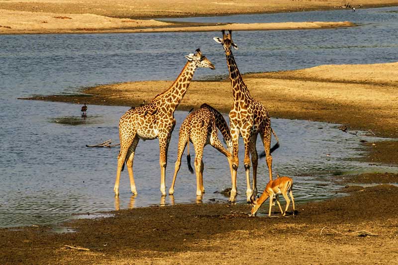 Giraffen sind mitunter die elegantesten Tiere in Afrika.