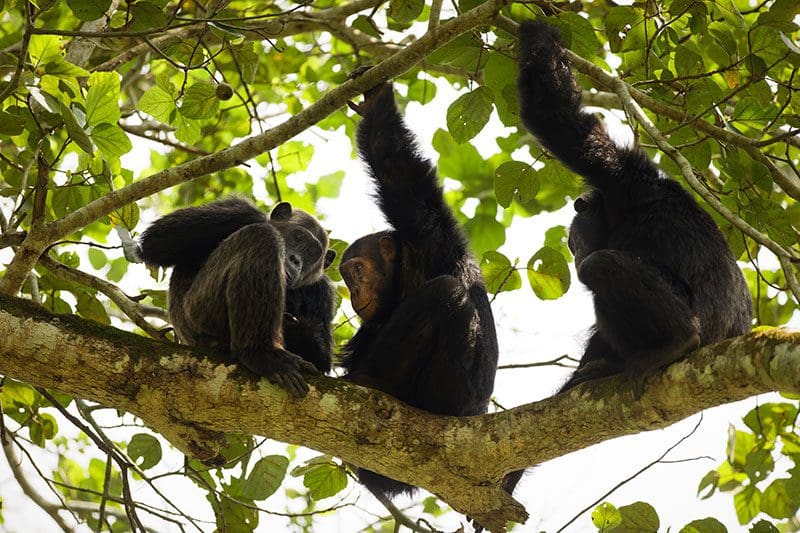 Schimpansen sitzen ganz gemützlich auf einem Baum und lassen es sich gut gehen.
