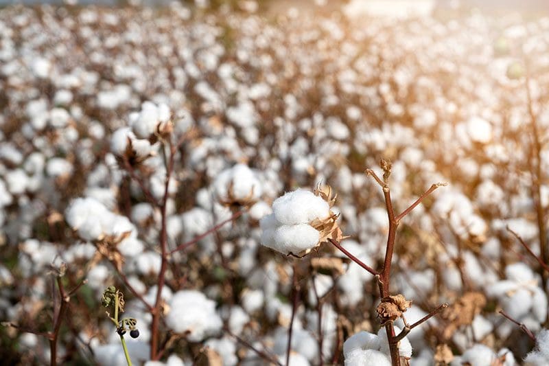Bio-Baumwolle ist ein begehrtes Material für unsere ökologische Kleidung.