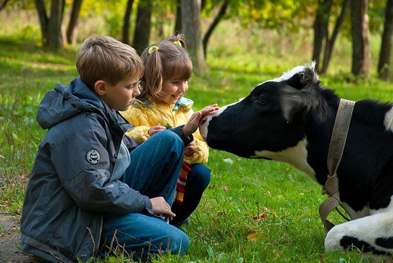 Auf einem Bauernhof in Südtirol kommen Kinder ganz nah an die Bauernhof Tiere heran.