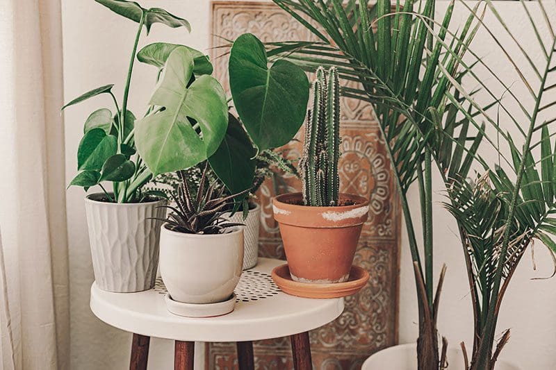 Zimmerpflanzen bringen die Natur ins Haus
