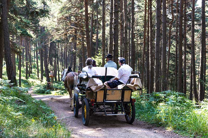 Eine Pferdekutsche bei einer Tour durch den Wald im Passaiertal genießen, ist etwas sehr besonderes.