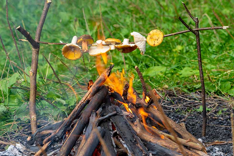 Pilze werden über einem Lagerfeuer gegrillt