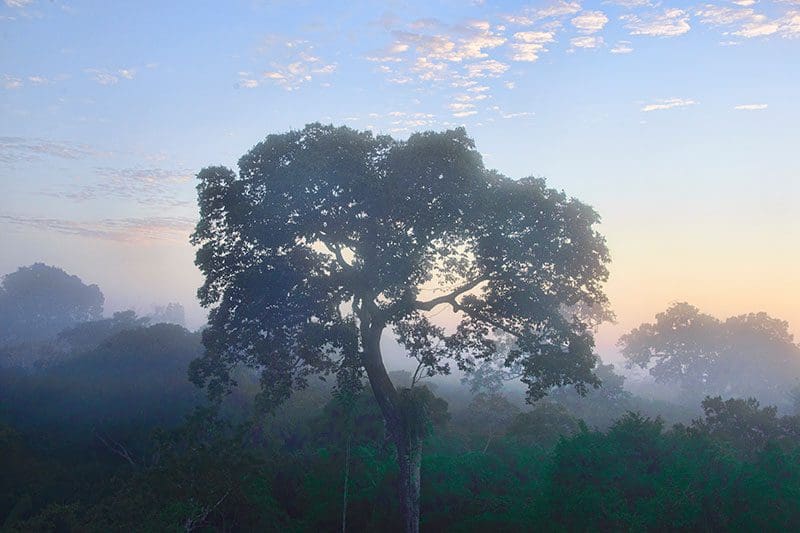 Ein riesiger Paranussbaum zeigt sich am Tambopata River Reserve, der peruanische Amazonas Teil.