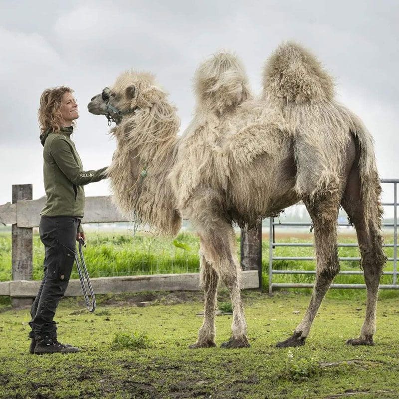 Tamar Valkenier und ihr Kamel