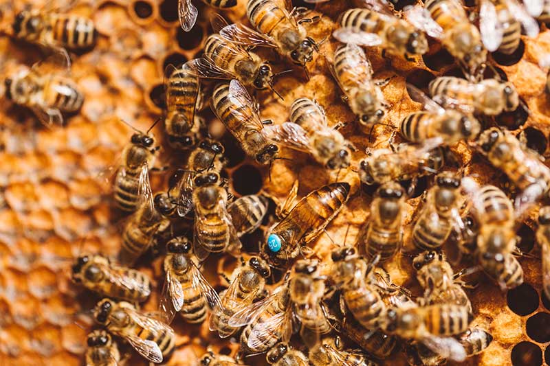 Ein Bienenvolk mit seiner Bienenkönigin