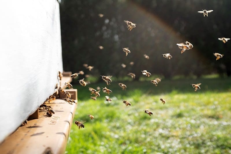 Bienen fliegen zu ihrem Bienenstock
