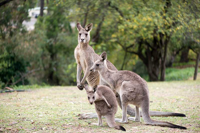 Känguruh´s sind typische Tiere für Australien
