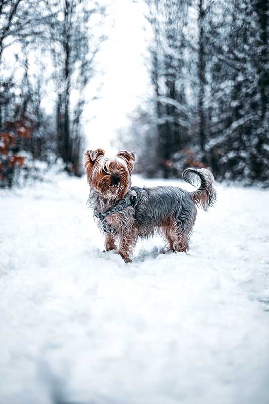 Ein kleiner Hund im Schnee