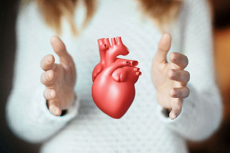 Herz Organ zwischen zwei Händen
