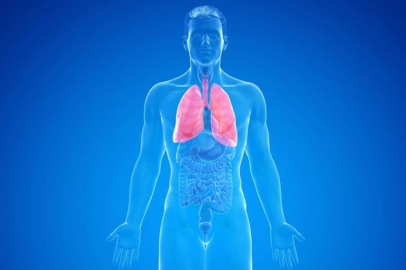 Menschlicher Körper mit roten Lungen