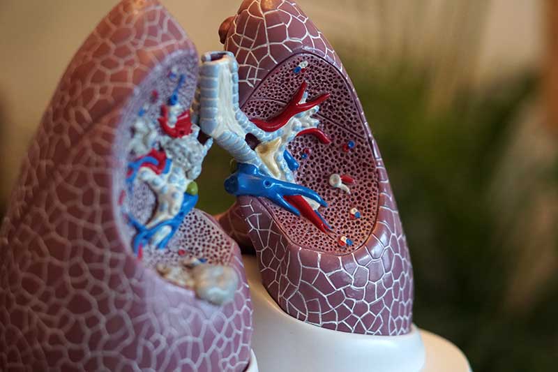 Querschnitt von Lungen